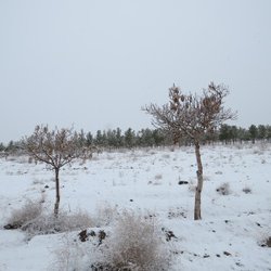 گزارش تصویری از بارش برف و یک روز زمستانی جغتای