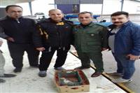 رها سازی یک بهله جغد پس از تیمار در طبیعت رشت