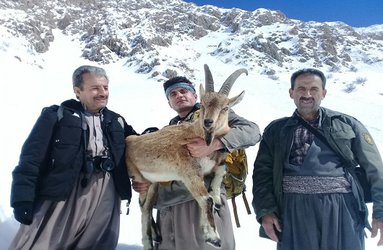 با تلاش محیط بانان و در شرایط سخت جوی آب و هوا
   
   نجات یک راس کل کوهی ۴ ساله در ارتفاعات شاهو