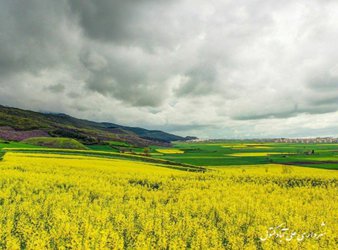 مزارع زیبای کلزا در شهرستان علی آباد کتول