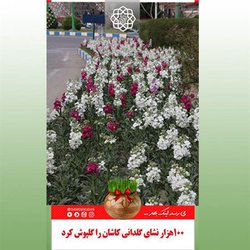 ۱۰۰ هزار نشای گلدانی کاشان را گلپوش کرد