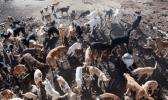 به گزارش روابط عمومی شهرداری نکا دکتر احمدی در جلسه شورای سلامت شهرستان نکا از جمع آوری سگهای ولگرد و بلاصاحب در فاز جدید به شیوه زنده گیری خبر داد و گفت: