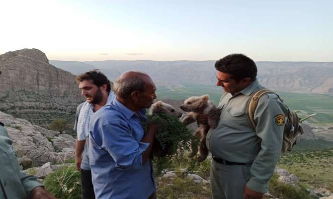 نجات دو توله خرس سرگردان از منطقه شکار ممنوع کوه خرسی