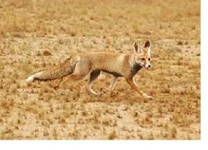 تدوين برنامه پيشگيري و كنترل هاري در حيات وحش كشور