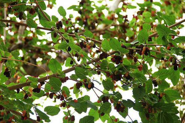 مصرف میوه درختان توت شهری، خطر مسمومیت دارد