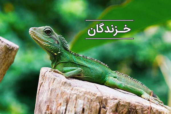 برگزاري اولين كارگاه آموزشي خرندگان پناهگاه حيات وحش يخاب