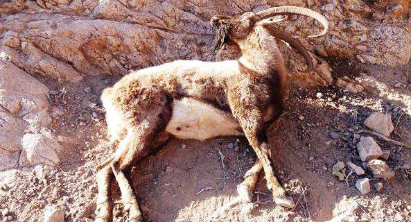بیماری طاعون نشخوارکنندگان کوچک (ppr) تهدیدی برای حیات وحش کلاه قاضی اصفهان