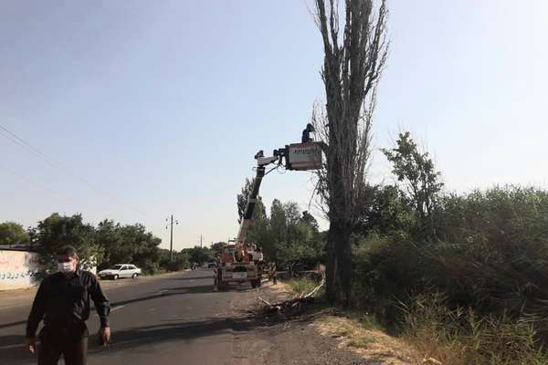 درختان خشک و خطر ساز پاکسازی می شوند