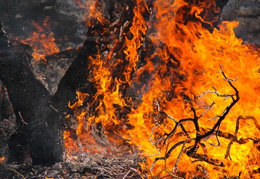 حریق در ۱۱٫۲ هکتار از جنگل‌های کرمان در سال جاری