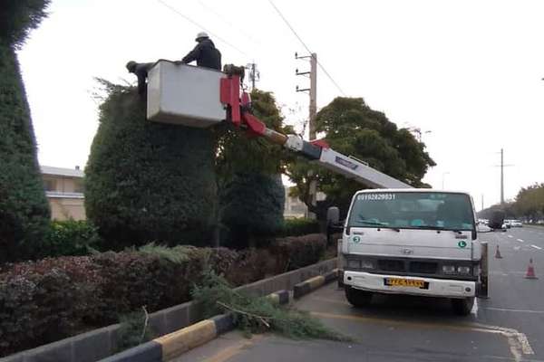 درختان سرو زیر خط گرم فشار قوی هرس شدند