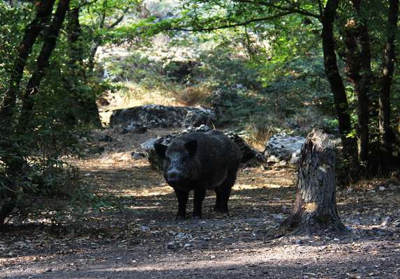 پارک ملی گلستان هوشمند می‌شود