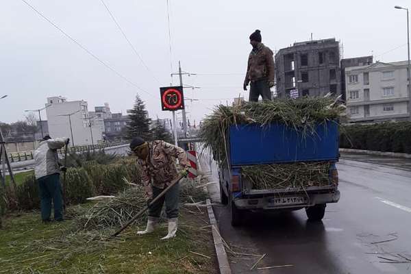 هرس و فرم دهی درختچه های سطح شهر آغاز شد