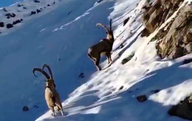 سرشماری زمستانی حیات وحش همدان با استفاده از هلی‌شات