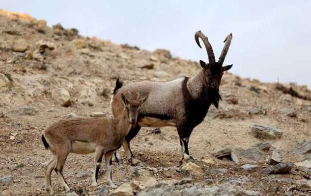 محیط بانان همیشه بیدار دنا در برف و سرما