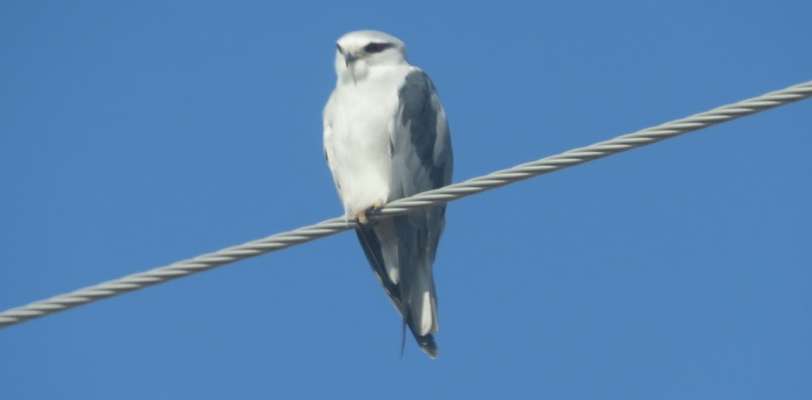 مشاهده کور کور بال سیاه برای نخستین بار در تهران