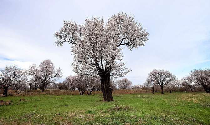 حق آبه باغستان های سنتی، مهمترین دغدغه تشکل های قزوین / نشست مشترک سازمان های مردم نهاد محیط زیست برگزار شد