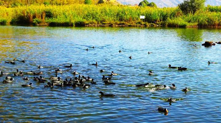 وضعیت آنفلوآنزای فوق حاد پرندگان در کردستان رصد می‌شود