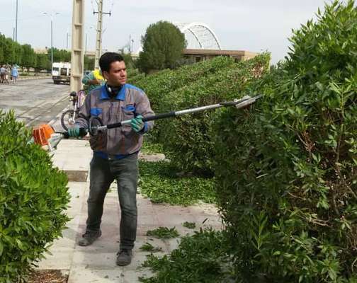 هرس ، فرم دهی و بازپیرایی درختان سطح شهر توسط شهرداری خرمشهر