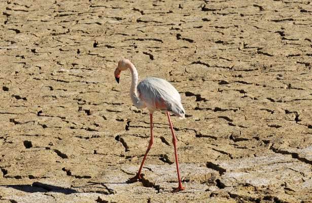 آخرین نفس‌های یک تالاب بین‌المللی