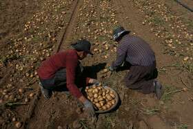 برداشت محصول سیب زمینی - همدان