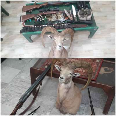 کشف سر قوچ وحشی تاکسیدرمی شده از یک متخلف شکار در شهرستان کاشان