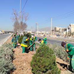 کاشت ۴ هزار اصله درخت در بولوار احمدبن موسی(ع)