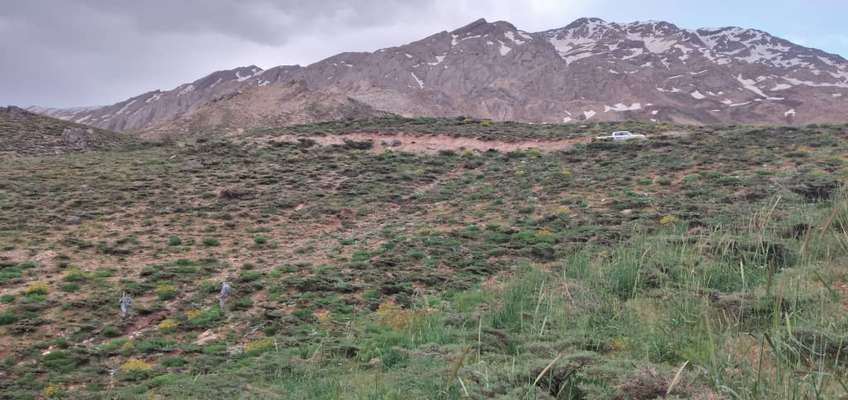 مشاهده  و ورود خرس به یکی از باغات شهرستان سمیرم