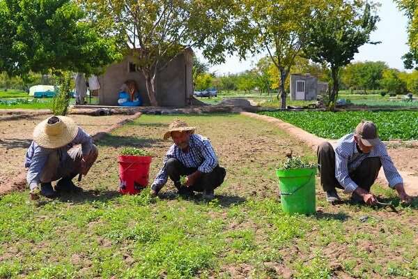 مزارع سبزی و صیفی حکم‌آباد تبریز، یادگاری از گذشته و میراثی برای آینده