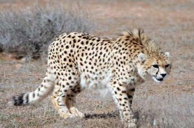 ۹ شهریور روز ملی حفاظت از یوزپلنگ آسیایی