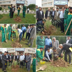 آغاز نهضت کاشت نخل ثمرده با گونه ی کِشت بافت در خرمشهر